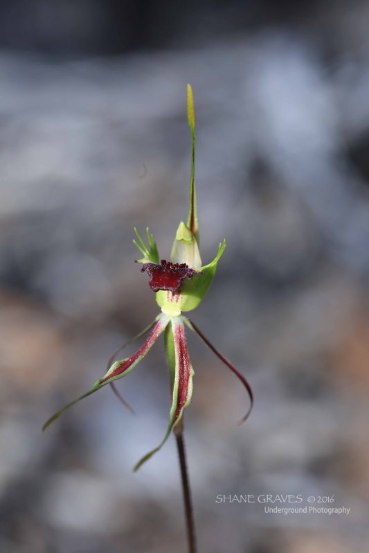 Gold Bayonets Spider Orchid
