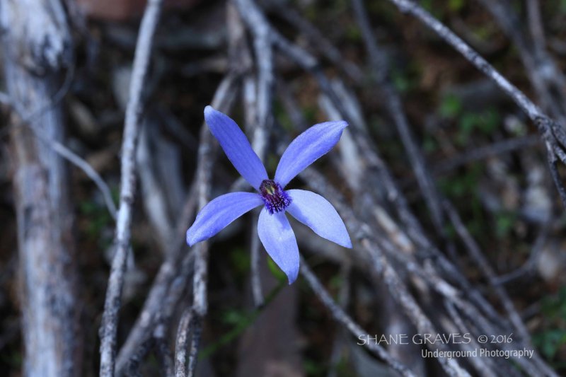 Blue Lady Orchid