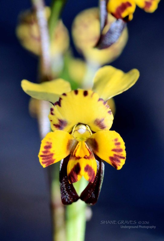 Leopard Orchid