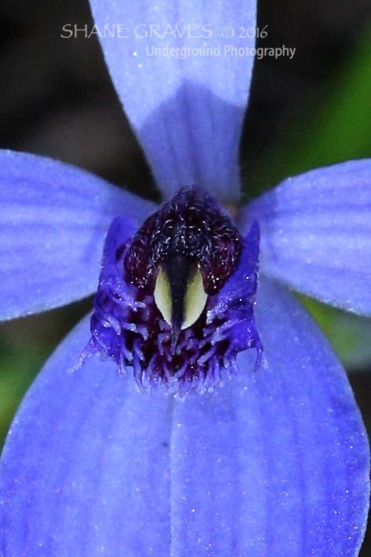 Blue lady.(Close up) 