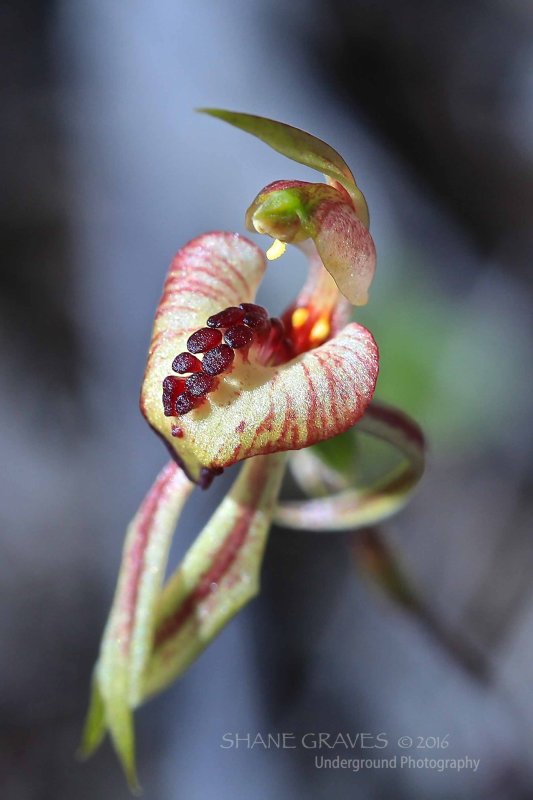 Rigid Spider Orchid