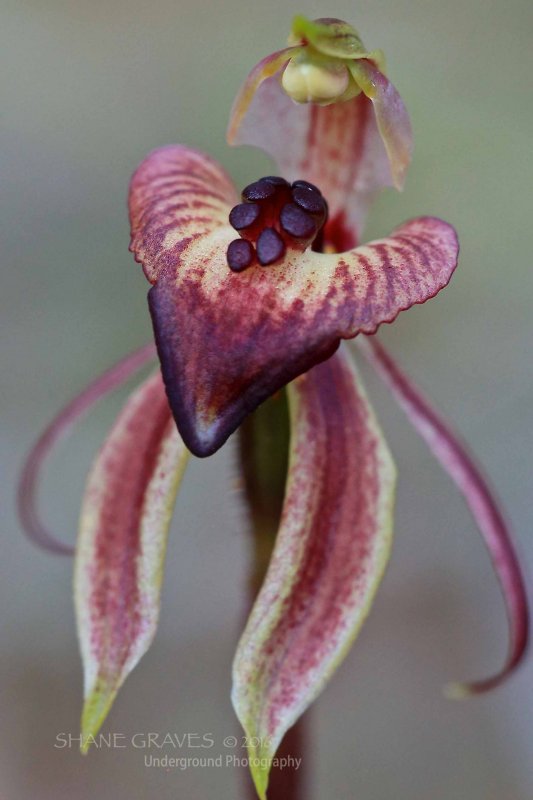 Rigid Spider Orchid (Dark Form)