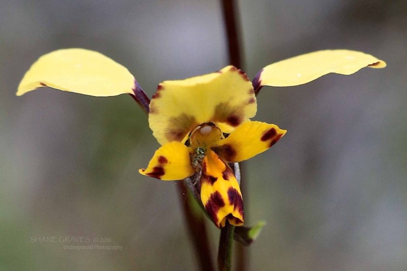 Leopard Orchid with resident Spider
