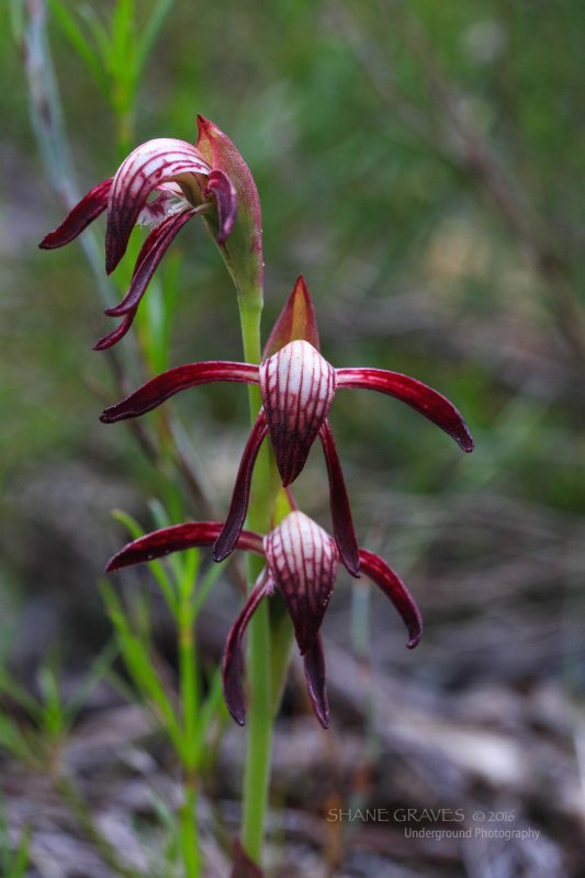 Red beaks or Fire orchid