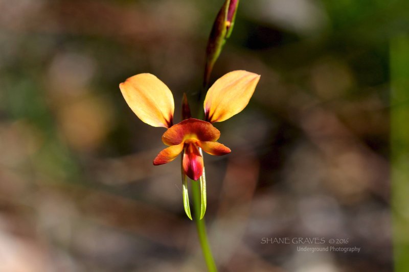 Donkey Orchid