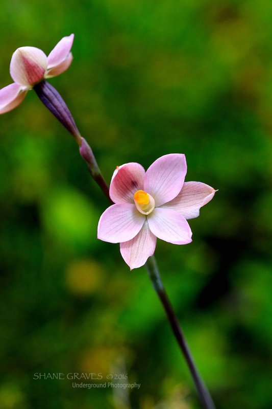 Thelymitra rubra. Pink Sun Orchid