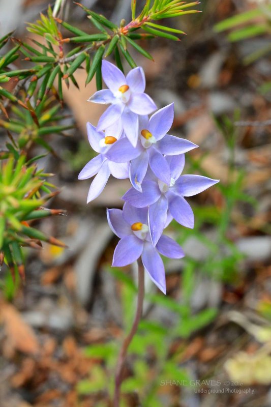 Thelymitra nuda. Plain Sun Orchid