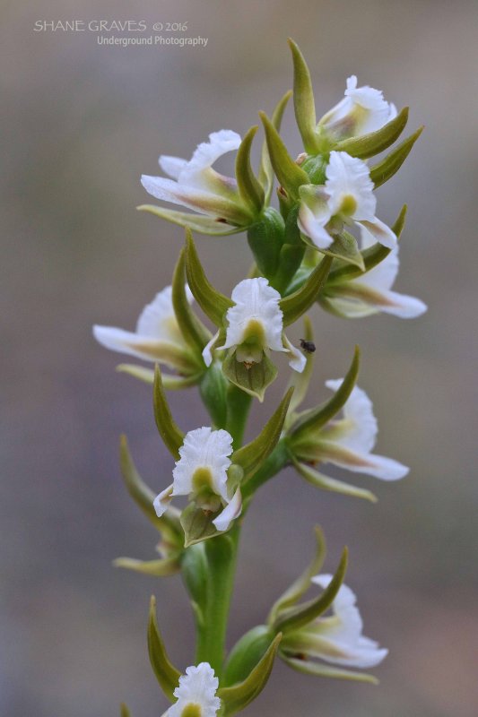 Prasophyllum odoratum. Scented Leek Orchid