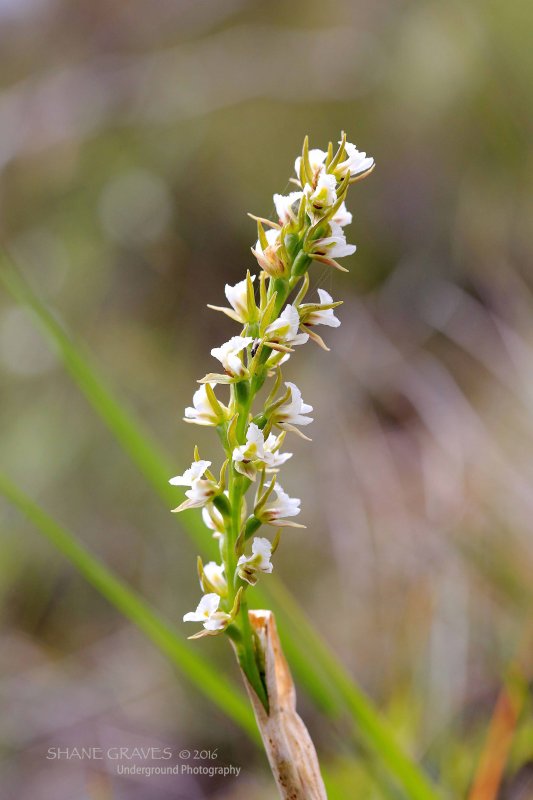 Prasophyllum odoratum. Scented Leek Orchid