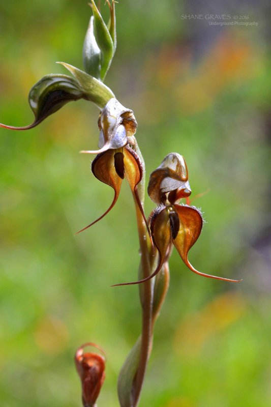 Oligochaetochilus boormanii