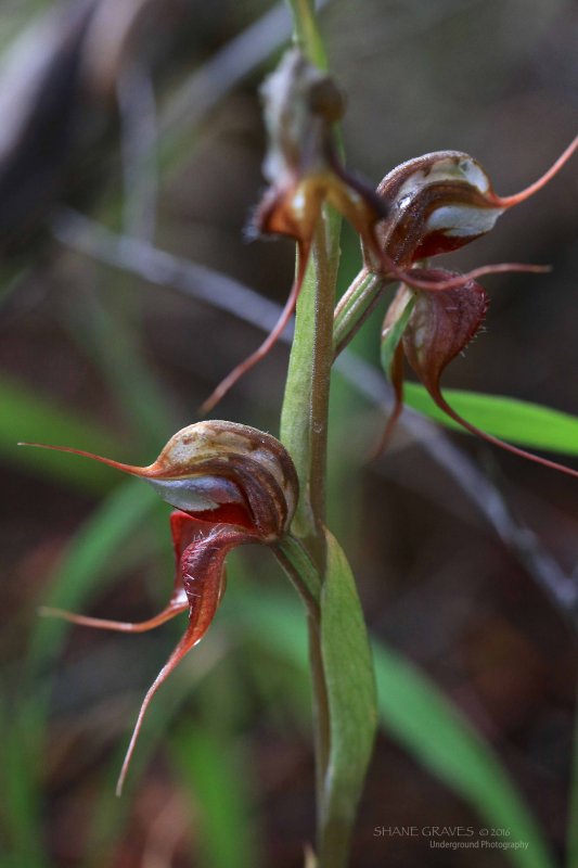 Oligochaetochilus boormanii.