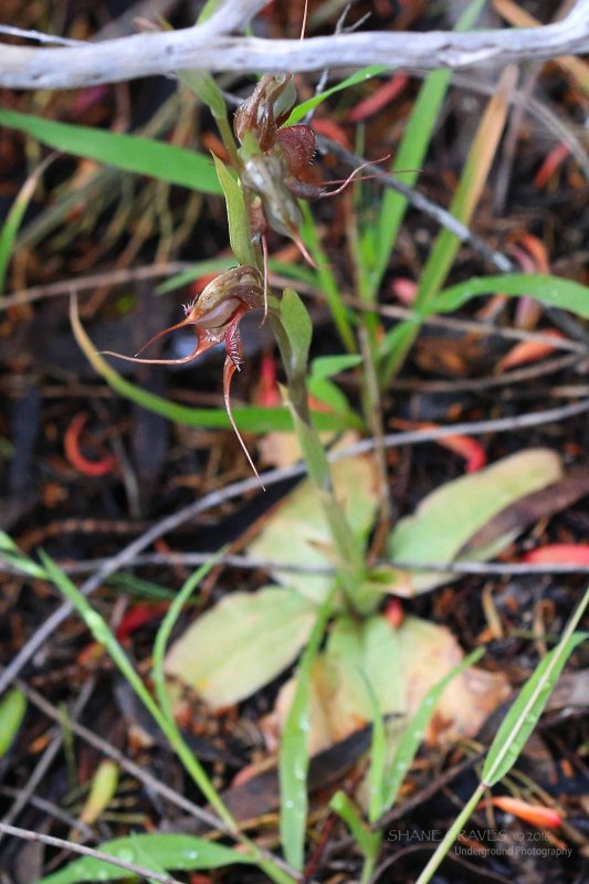 Oligochaetochilus boormanii.