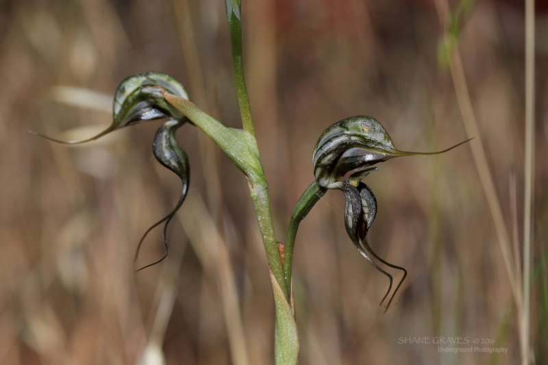 Oligochaetochilus excelsus. Tall Rufus Hood