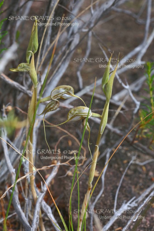 Oligochaetochilus sp. New species un-named