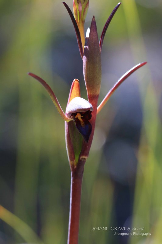 Orthocerus stricta. Horned orchid.