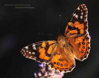 Australian Painted Lady Butterfly