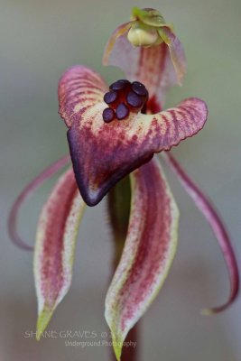 Heart lipped Spider Orchid