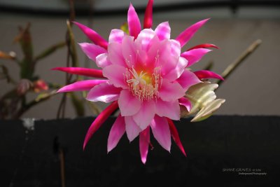 Epiphyllum Cacti Flower
