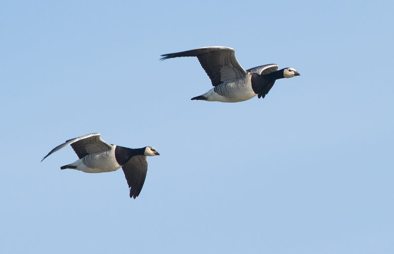 Brandgans (Barnacle Goose)