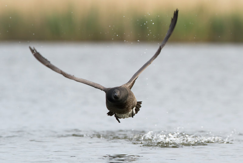 Rotgans (Dark-bellied Brant Goose)