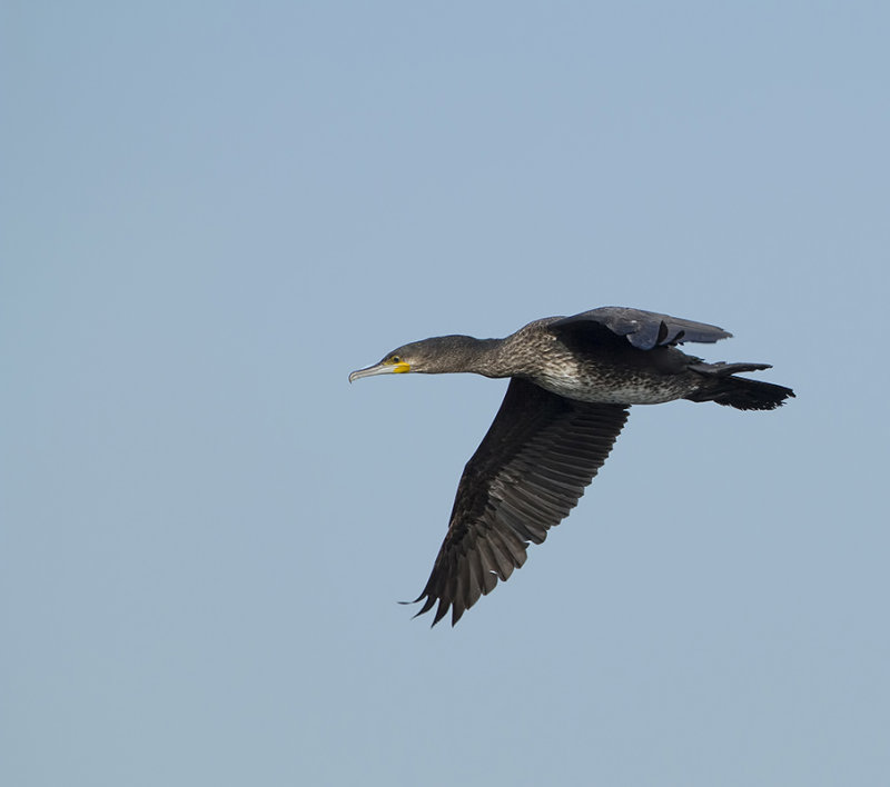 Aalscholver (Great Cormorant)