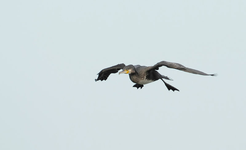 Aalscholver (Great Cormorant)