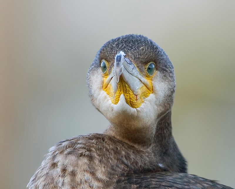 Aalscholver (Great Cormorant)