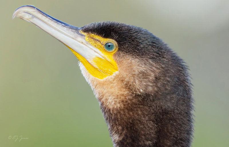 Aalscholver (Great Cormorant)