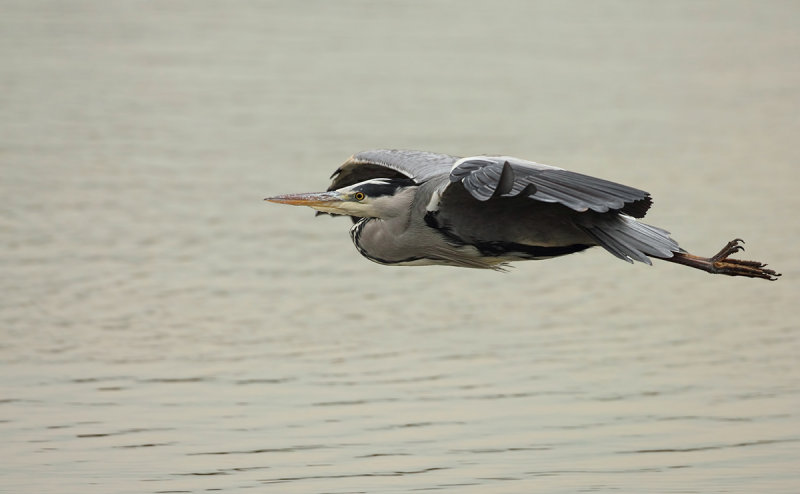 Blauwe Reiger (Grey Heron)