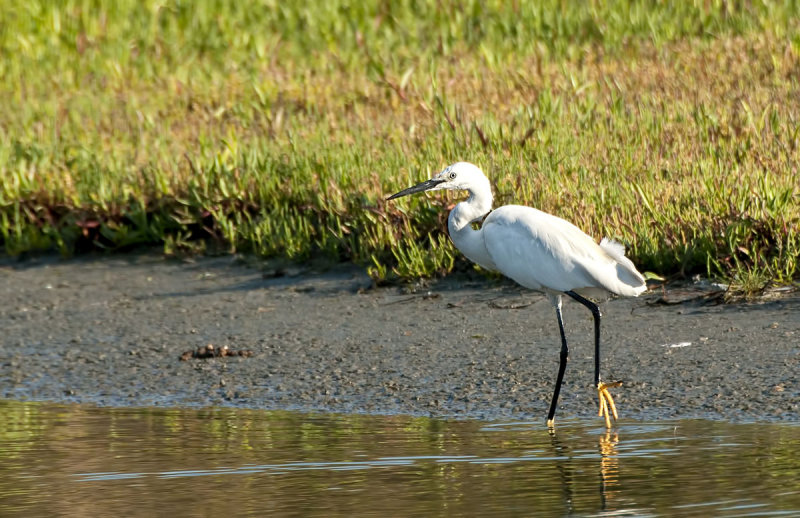 Kleine Zilverreiger (Little Egret)