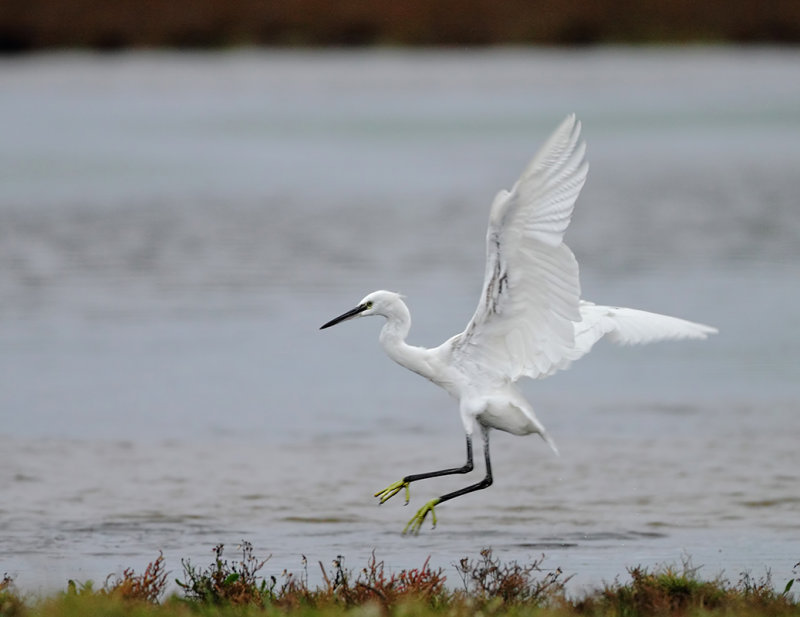 Kleine Zilverreiger (Little Egret) 