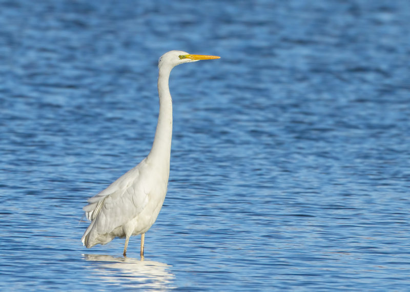 Grote Zilverreiger (Great Egret)