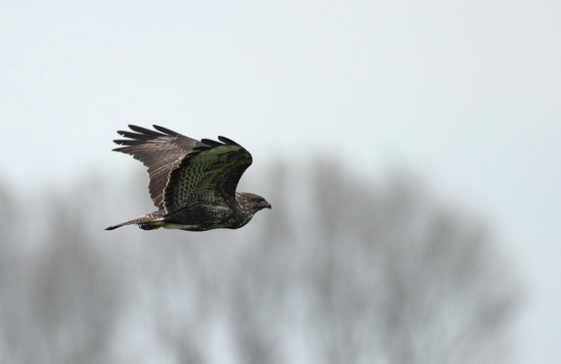 Buizerd (Common Buzzard)
