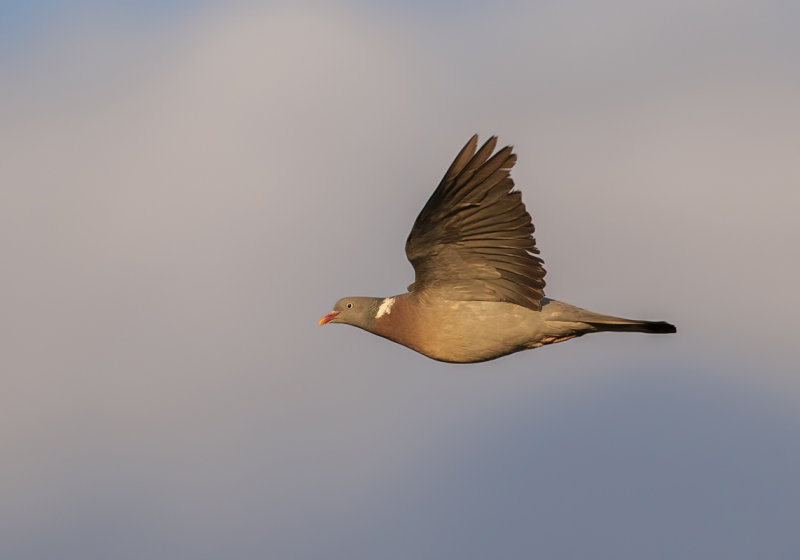 Houtduif (Common Wood Pigeon)