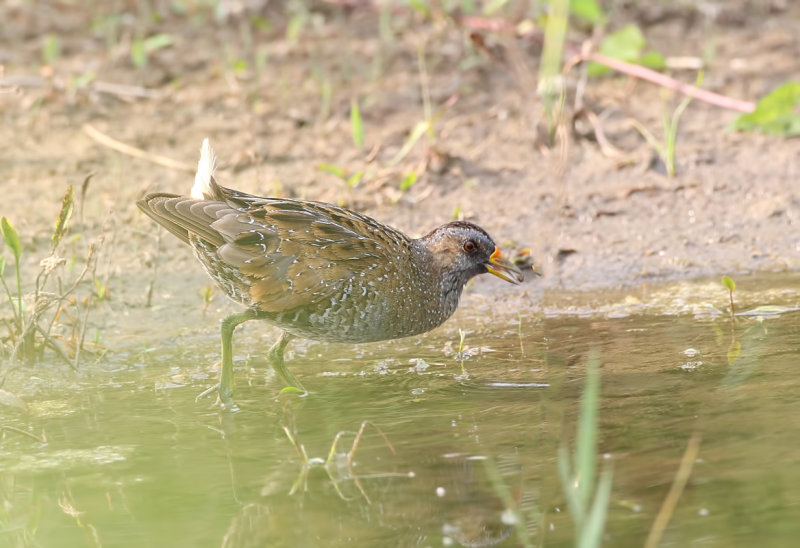 Porseleinhoen (Spotted Crake)