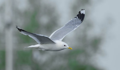 Stormmeeuw (Mew Gull)