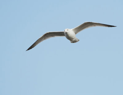 Zilvermeeuw (European Herring Gull)