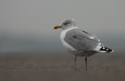 Zilvermeeuw (European Herring Gull)