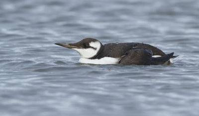 Zeekoet (Common Guillemot)