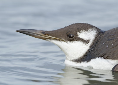 Zeekoet (Common Guillemot)