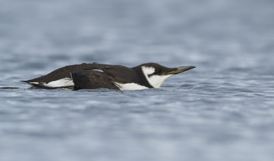 Zeekoet (Common Guillemot)