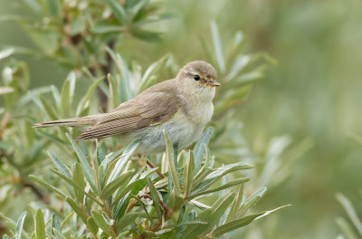 Fitis (Willow Warbler)