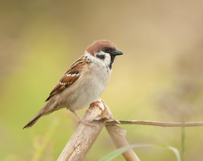 Ringmus (Eurasian Tree Sparrow)