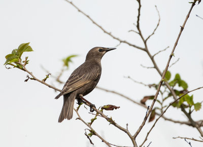 Spreeuw (Common Starling)