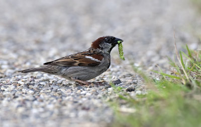 Huismus (House Sparrow)