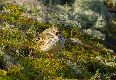 Graspieper (Meadow Pipit)
