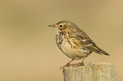 Graspieper (Meadow Pipit)
