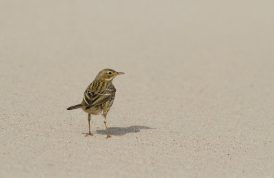 Graspieper (Meadow Pipit)