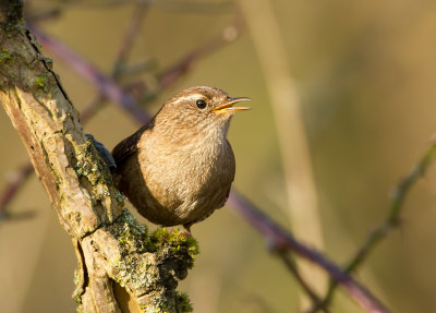 Winterkoning (Eurasian Wren)