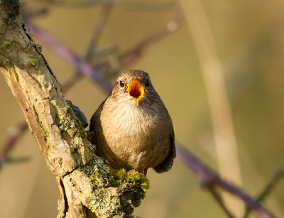 Winterkoning (Eurasian Wren)